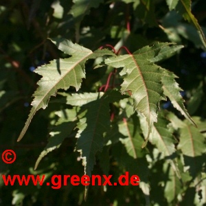 Bildausschnitt